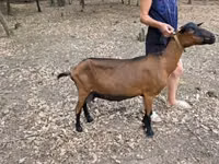 Коза, Альпийская коза — фото 2