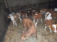 Toro, Ganado vacuno — foto 3