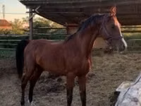 Адуу, Arabian horse — 3 зураг