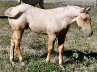घोड़ा, Quarter Horse — फ़ोटो 7
