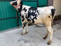 Cow, Holstein breed — photo 1