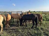 Horses (batch, sex not specified), New Altai Horse — photo 7