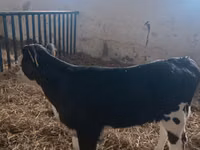 بقرة, Simmental cattle — الصورة 4