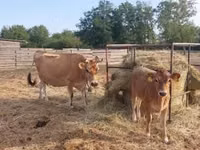 Kuh, Jersey-Rasse — Foto 2
