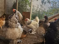 براهما — الصورة 1