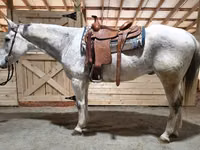 公马, Quarter Horse — 照片 1