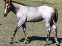 घोड़ी, Quarter Horse — फ़ोटो 8