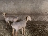 Хонь, Hissar sheep — 2 зураг