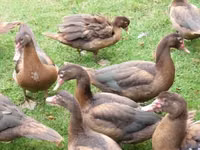 Ducks — photo 2