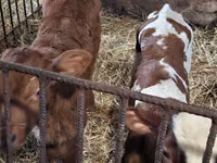 ثور, Simmental cattle — الصورة 6
