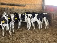 Бух, Russian Black pied cattle — 1 зураг