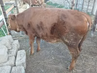 Cow, Simmental cattle — photo 8