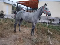 Horse (M), Thoroughbred horse — photo 2