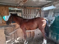 母马, Horses — 照片 3