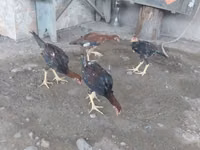 Chickens — 照片 5