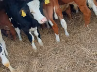 Бух, Simmental cattle — 3 зураг