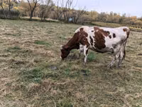 गाय, Russian Black pied cattle — फ़ोटो 2