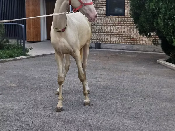 घोड़ा, Akhal-Teke