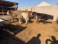 ثور, الماشية — الصورة 3