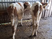 母牛, Simmental cattle — 照片 5