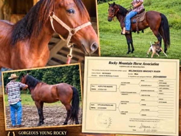घोड़ा, Rocky Mountain Horse