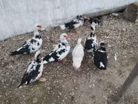 Ducks — photo 2