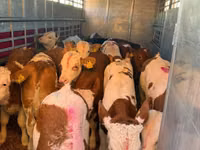 Bulle, Simmental cattle — Foto 2