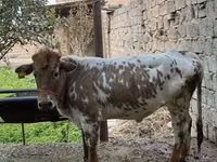 母牛, Cattle — 照片 4