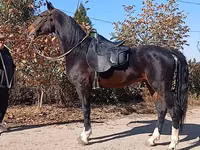 Адуу, French Trotter — 6 зураг