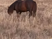 घोड़ा, Kazakh horse — फ़ोटो 2