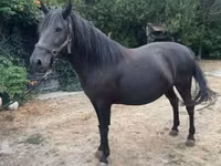 Mare, Hucul pony — photo 1