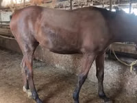 Mare, Thoroughbred horse — photo 5