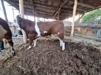 Bulle, Simmental cattle — Foto 1