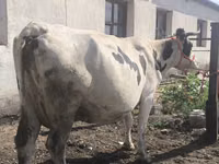母牛, Russian Black pied cattle — 照片 2
