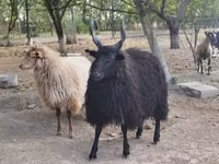 نعجة, Racka sheep — الصورة 3