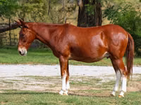 घोड़ा, Mule — फ़ोटो 2