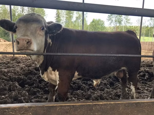 Bull, Hereford