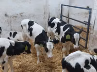 Bulle, Russian Black pied cattle — Foto 4