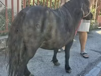 घोड़ी, American shetland pony — फ़ोटो 2