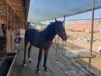 公马, Kyrgyz Horse — 照片 1