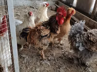 Chickens — फ़ोटो 3