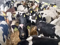 公牛, Simmental cattle — 照片 3