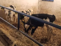 Bull, Russian Black pied cattle — photo 3