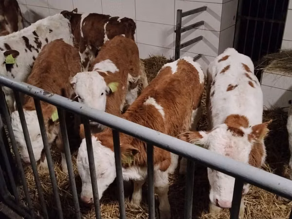 牛只（批次，未指定性别）, Simmental cattle