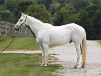 घोड़ा, National Show Horse — फ़ोटो 2