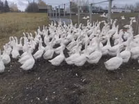 Geese — Foto 4