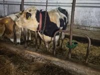 Toro, Russian Black pied cattle — foto 2