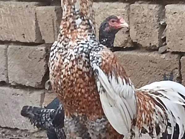 प्लायमाउथ रॉक