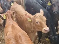 Cattle (batch, sex not specified), Simmental cattle — photo 8