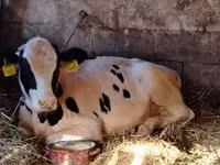Bulle, Limousin-Kuh — Foto 3